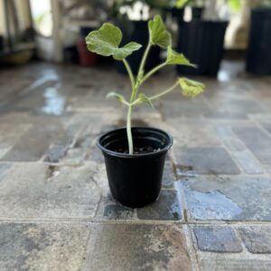 Calabacín patty pan blanco