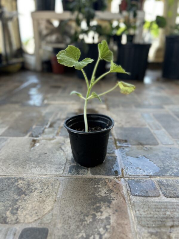 Calabacín patty pan blanco