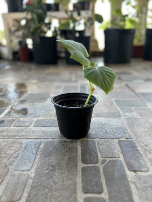 Planta Pepino parisino - Image 2