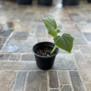 Planta Pepino parisino
