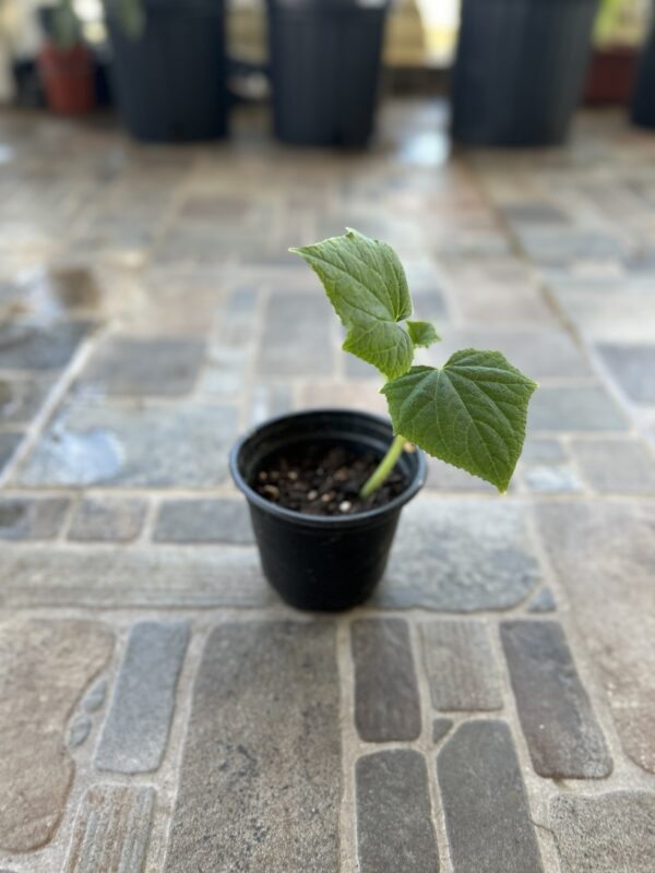 Planta Pepino parisino