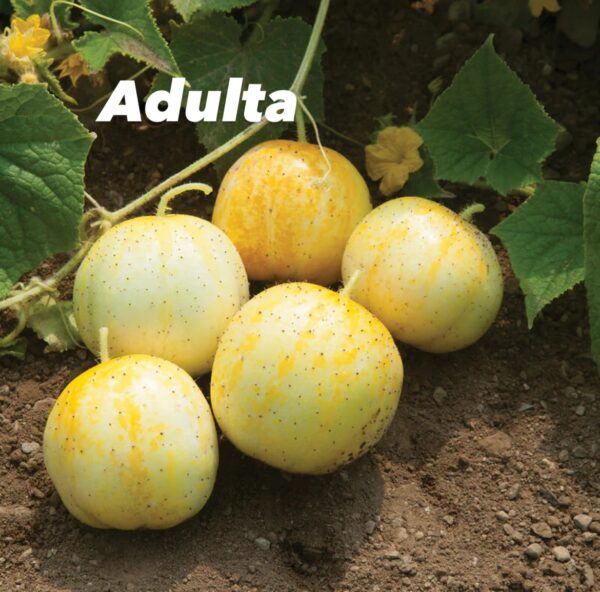 Planta pepino limón - Image 3