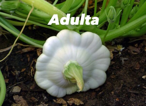 Calabacín patty pan blanco - Image 4